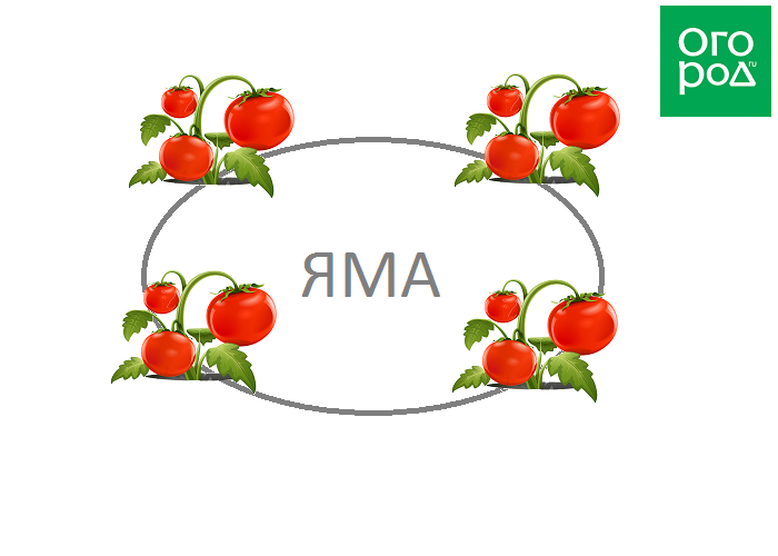 Схема посадки помидор